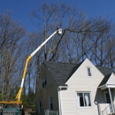 Professional Tree Service - Tree Service