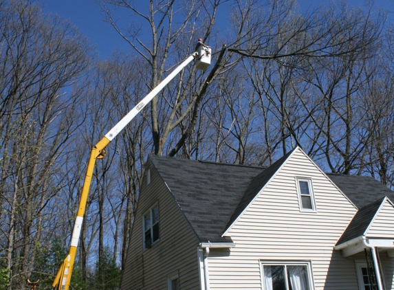 Professional Tree Service - Binghamton, NY