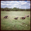 Yonder Way Farm gallery
