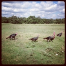 Yonder Way Farm - Farms
