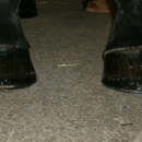 Hooves In Motion Farrier Service
