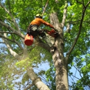 H.E.O Tree Pro - Tree Service