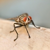 Best Defense Pest Solutions gallery