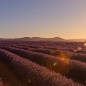 Gallery Image Number 7