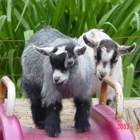 Amber Waves Pygmy Goats and Bearded Bantam Silkies