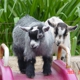 Amber Waves Pygmy Goats and Bearded Bantam Silkies