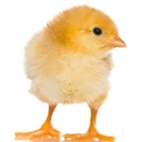 The Poultry Hatchery - Poultry Hatcheries