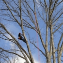 Top Notch Tree - Tree Service