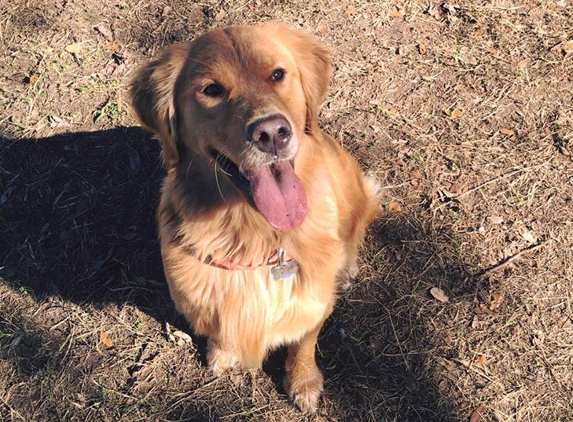 Pups & Pals Pet Lounge - Austin, TX