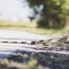 Premier Pest & Wildlife Control gallery