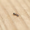 Asa Pest Services gallery