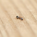Asa Pest Services - Pest Control Equipment & Supplies