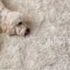Diane's Cleaning Services gallery