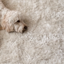 Lulu's Professional Cleaning Solutions - Carpet & Rug Cleaning Equipment & Supplies