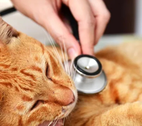 Kempsey Veterinary Clinic - Kempsey, NSW