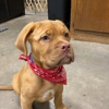 Lucky Pup Lodge gallery