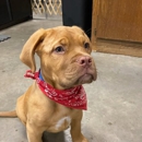 Lucky Pup Lodge - Pet Boarding & Kennels