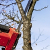 Turuy Landscaping Services Corp gallery