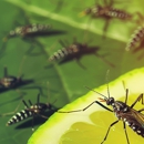 Green Pest Control - Pest Control Equipment & Supplies