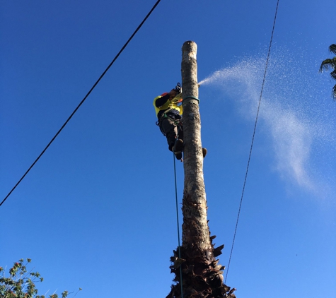Cut Above Tree Care (Aust) Pty Ltd