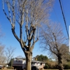 Dalton's Tree Service gallery