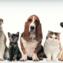 Pet Food, Holistic Pet Food Las Vegas