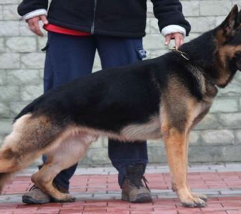 German Shepherd Breeder - Torrance, CA. One of our Studs