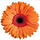 Indigo's Boutique - Boutique Items