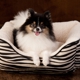 J'adore Custom Pet Beds