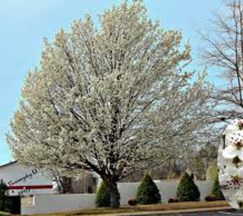 Arbor-Pro Tree Experts - Lakewood, CO