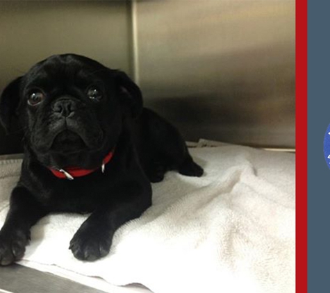 North Randwick Veterinary Clinic - Randwick, ACT