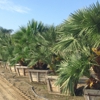 Big Tex Trees Nurseries gallery