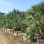 Big Tex Trees Nurseries