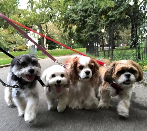 Puppy Pals - Jackson Heights, NY