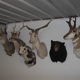 S&S Taxidermy and Archery Pro Shop LLC