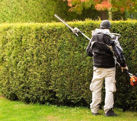 Flora Tree Services - Gungahlin, ACT. Hedge Trimming