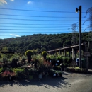 Rosedale Nurseries Inc - Nurseries-Plants & Trees