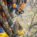 Forrest Tree Surgeon - Tree Service