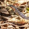 Nuisance Wildlife Removal gallery