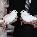 A Dove's Nest - Wedding Planning & Consultants