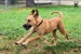 Puppy Power Dog Resort - Pet Training