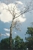 Tree Climbers Tree Service - Tree Service