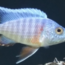 VegasValleyCichlids.com - Pet Breeders