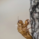 Dunagin Pest Solutions - Pest Control Equipment & Supplies