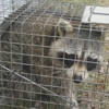 Connecticut Wildlife Control gallery