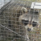 Connecticut Wildlife Control