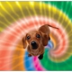 Groovy Dogs Pet Care