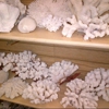 Sea Shell Shop gallery