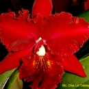 Heart O' Texas Orchid Society - Orchid Growers