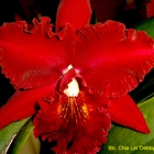 Heart O' Texas Orchid Society